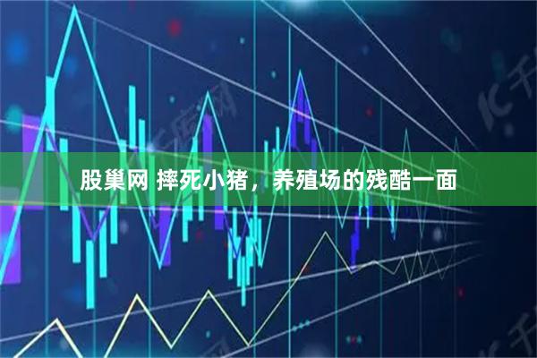 股巢网 摔死小猪，养殖场的残酷一面